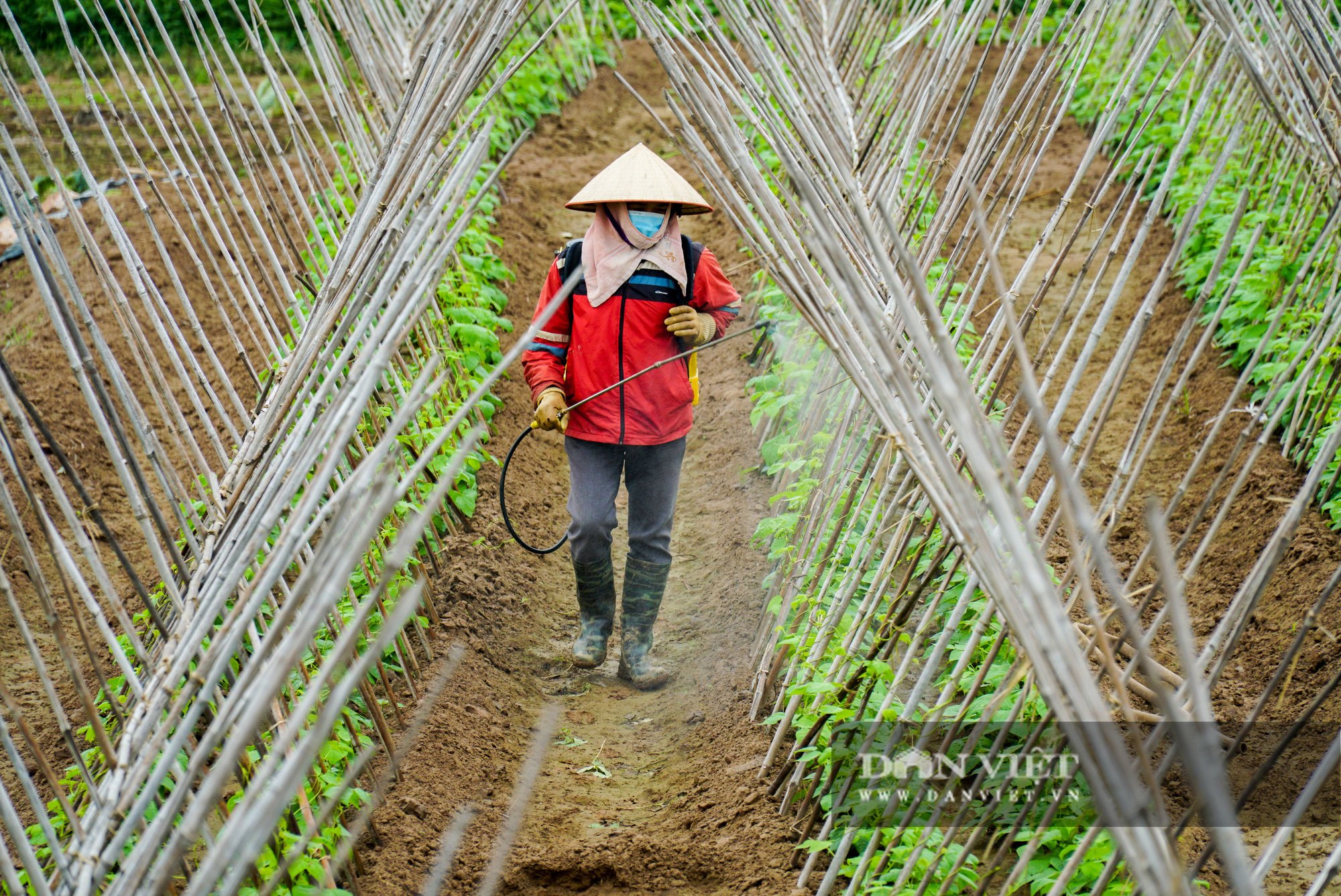 Nông dân Chí Linh hồ hởi đội mưa thu hoạch nông sản hậu cách ly xã hội - Ảnh 13.