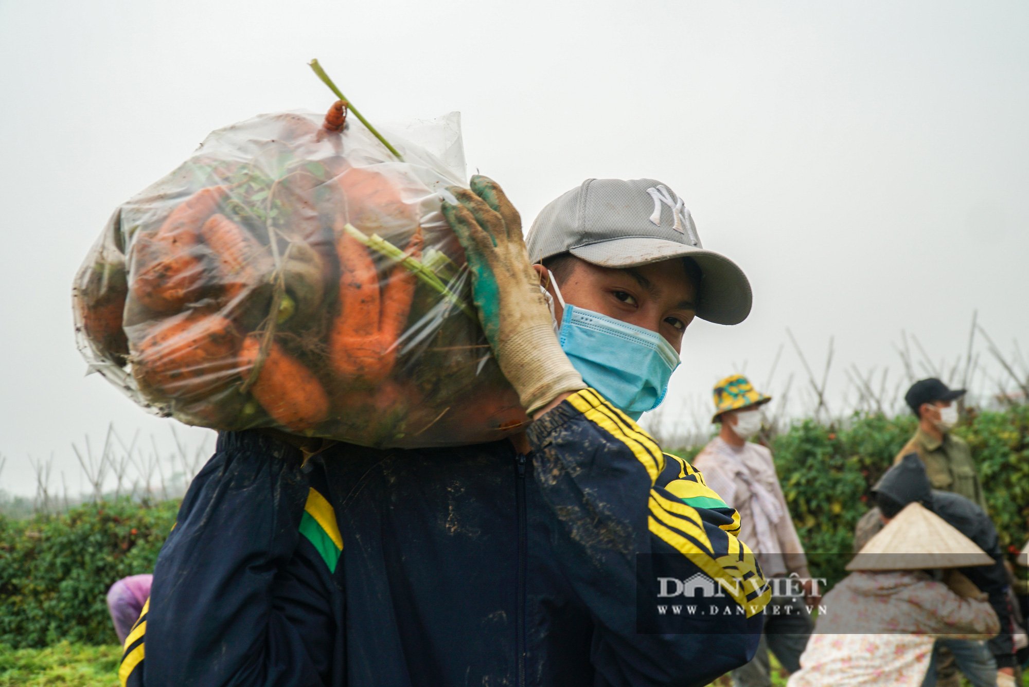 Nông dân Chí Linh hồ hởi đội mưa thu hoạch nông sản hậu cách ly xã hội - Ảnh 8.