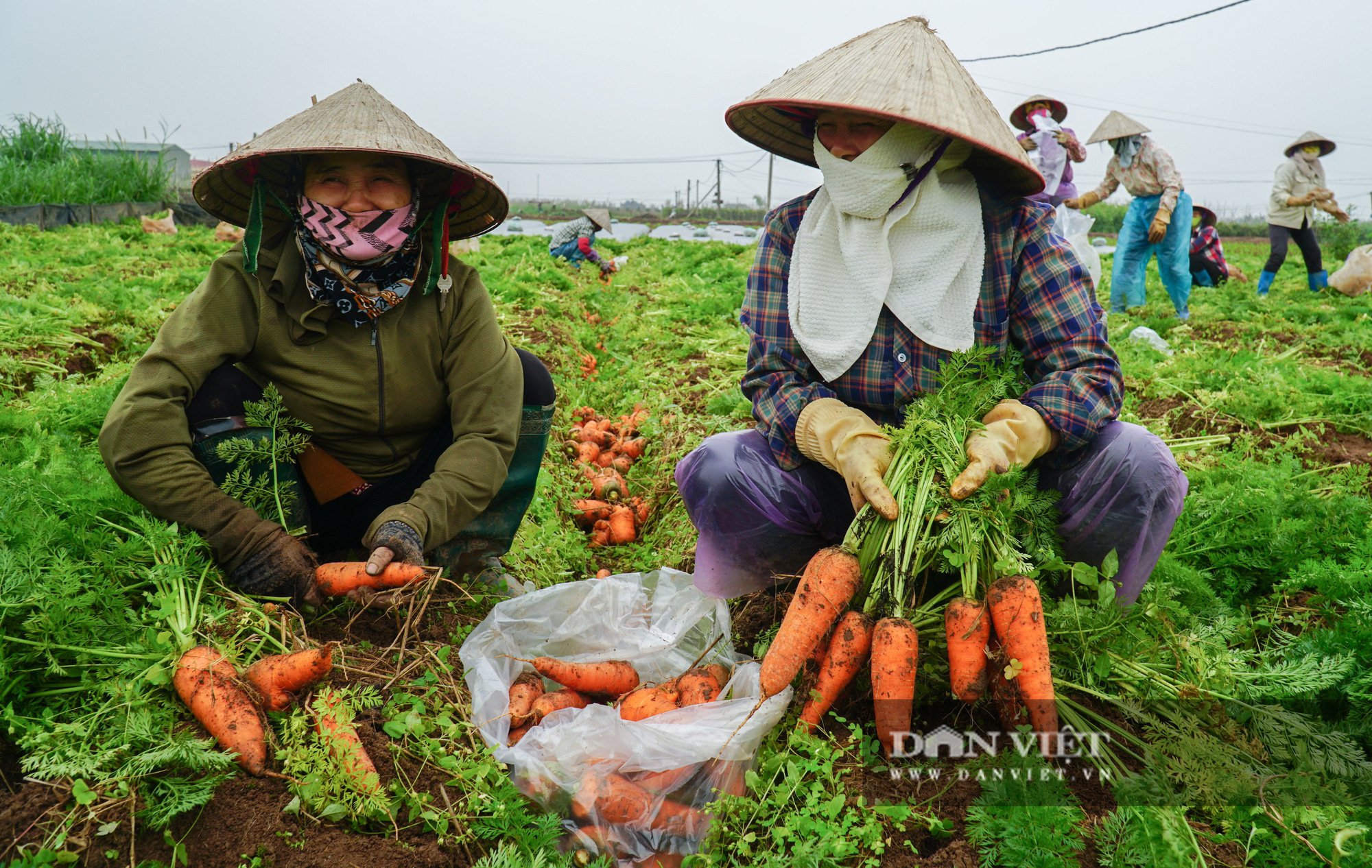 Nông dân Chí Linh hồ hởi đội mưa thu hoạch nông sản hậu cách ly xã hội - Ảnh 6.