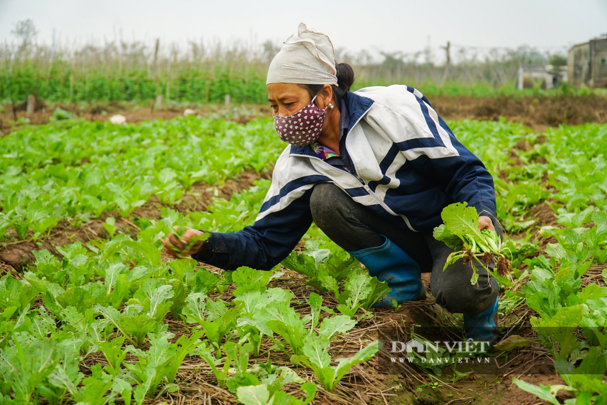Nông dân Chí Linh hồ hởi đội mưa thu hoạch nông sản hậu cách ly xã hội - Ảnh 11.