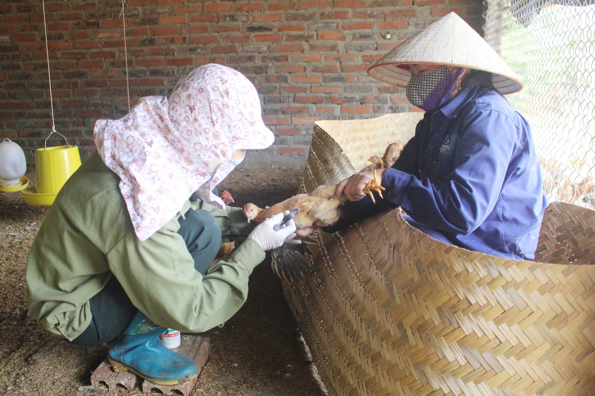 Cảnh báo nguy cơ cúm A (H5N8) lây từ gia cầm sang người - Ảnh 1.
