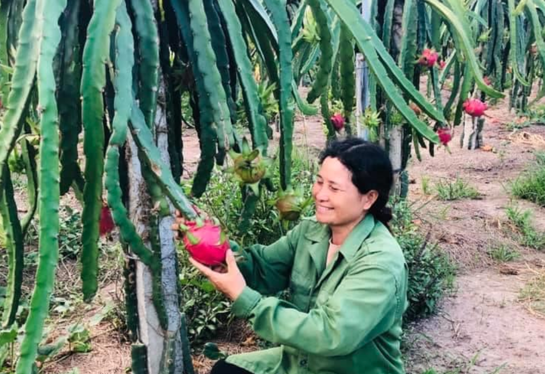 Thanh long giá 20.000 đồng/kg, tăng gấp 3 lần trước tết, nông dân “trúng lớn” - Ảnh 1.
