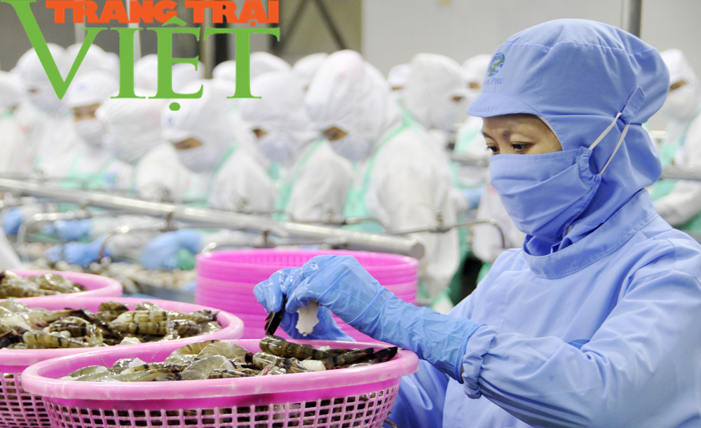 Chủ tịch Tập đoàn Minh Phú: Nhu cầu tôm tăng mạnh, Việt Nam sẽ là nhà sản xuất, chế biến tôm số 1 thế giới - Ảnh 6.
