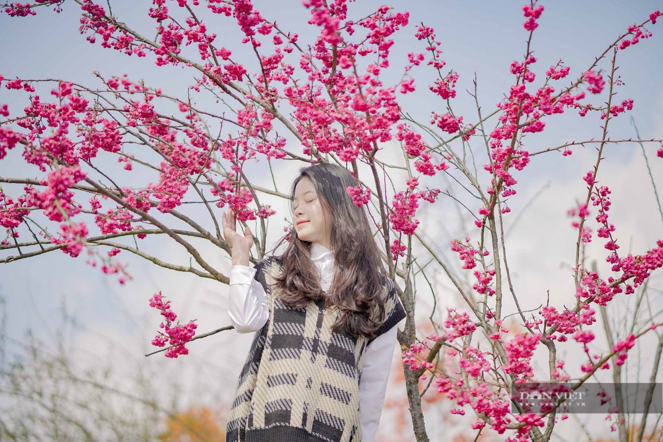 Ngất ngây thiên đường hoa anh đào đẹp lịm tim tại Sun World Fansipan Legend - Ảnh 2.