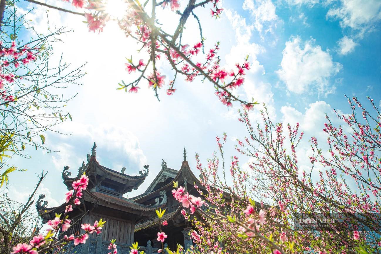 Ngất ngây thiên đường hoa anh đào đẹp lịm tim tại Sun World Fansipan Legend - Ảnh 7.