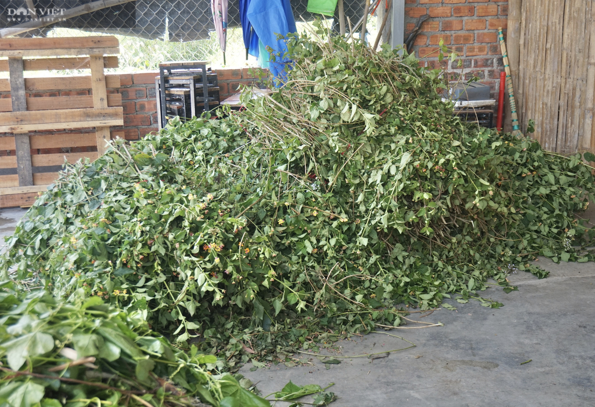Đà Nẵng: Lên rừng tìm cây hoang dại, vợ chồng lão nông bất ngờ đổi đời - Ảnh 2.