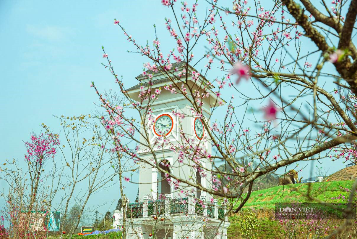 Ngất ngây thiên đường hoa anh đào đẹp lịm tim tại Sun World Fansipan Legend - Ảnh 9.