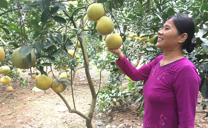 Vốn về “thổi lớn” các mô hình kinh tế - Ảnh 3.