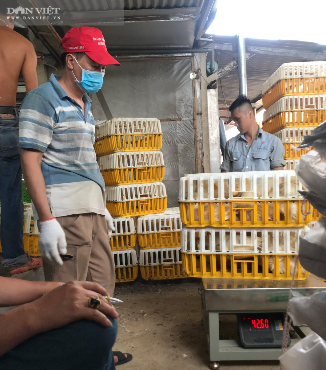 Giá vịt hôm nay 60.000 đồng/kg, người nuôi vịt phấn khởi vì “lãi to” - Ảnh 1.
