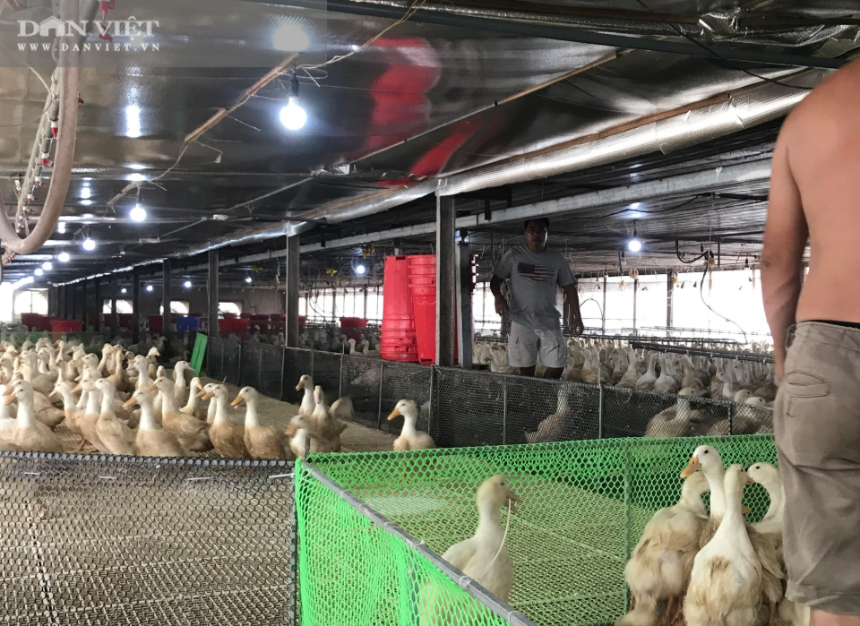 Giá vịt hôm nay 60.000 đồng/kg, người nuôi vịt phấn khởi vì “lãi to” - Ảnh 2.