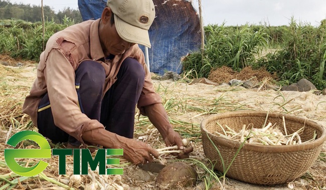 Quảng Ngãi: Độc đáo sân phơi “vàng trắng” trên không của người dân Lý Sơn  - Ảnh 11.