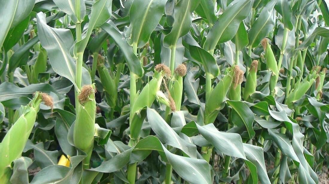 Tiên Lãng, Hải Phòng: Hiệu quả kinh tế từ trồng cây có hạt dẻo lại thơm - Ảnh 1.