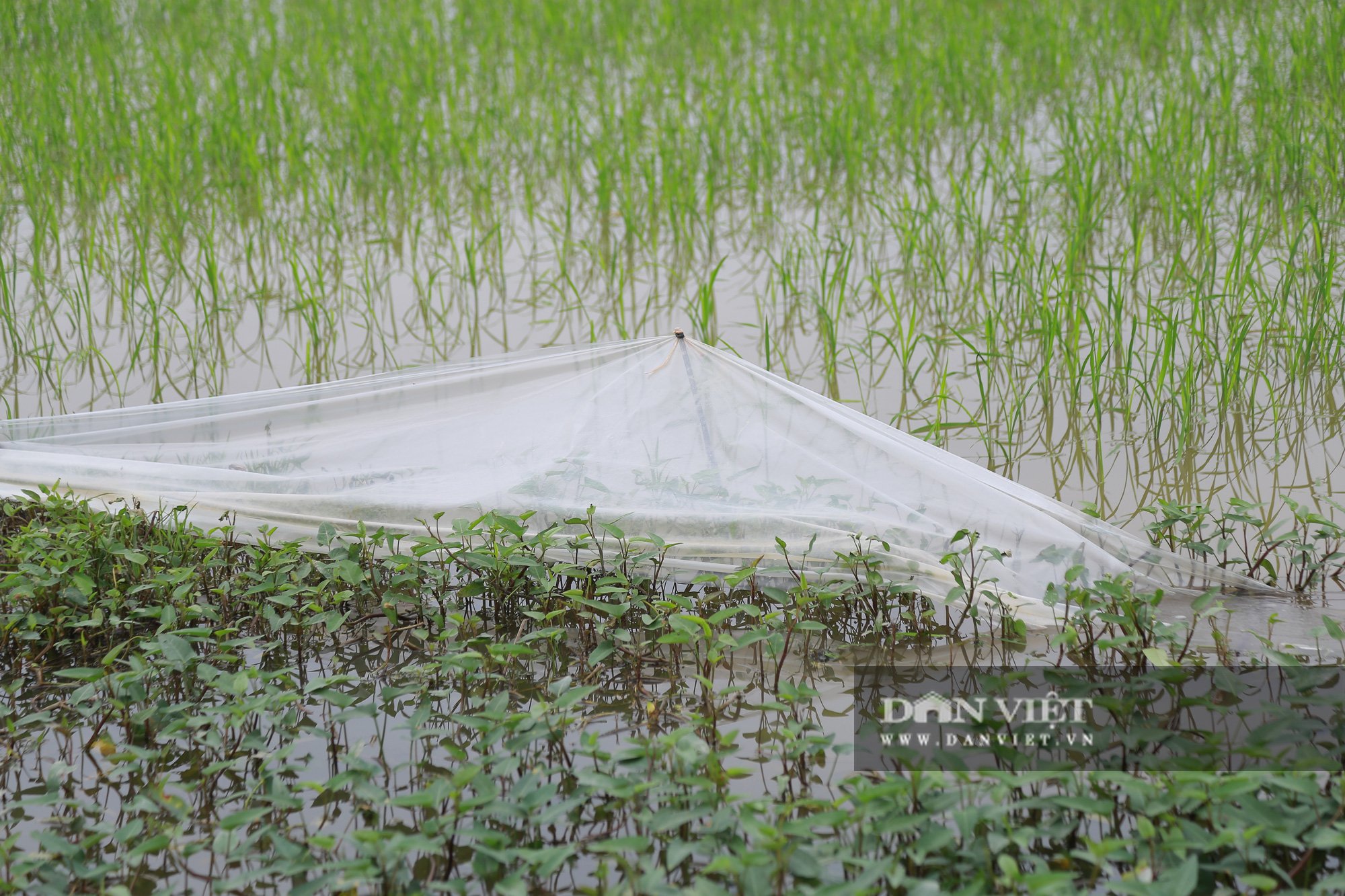 Hà Nam: Chi hàng trăm triệu đồng nhờ công ty đánh chuột nhưng chuột vẫn cắn lúa - Ảnh 4.