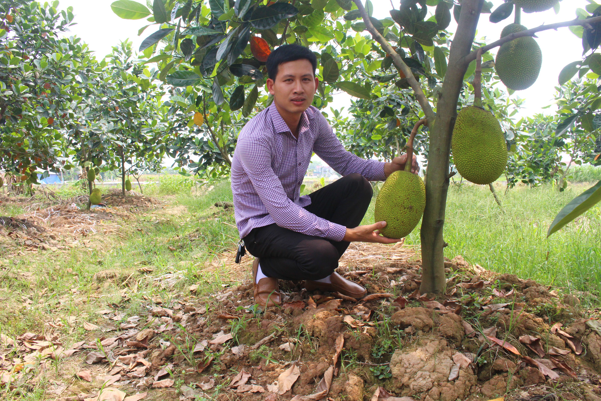 Sản xuất đa canh, chàng nông dân trẻ giàu nhanh - Ảnh 3. Sản xuất đa canh, chàng nông dân trẻ giàu nhanh - Ảnh 3.