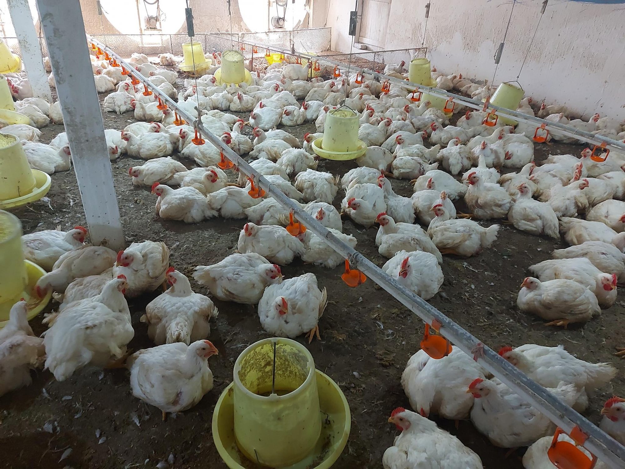 Giá gia cầm hôm nay 18/4: Vịt giữ giá cao 47.000 đồng/kg, gà trắng mất thêm 2 giá - Ảnh 5.