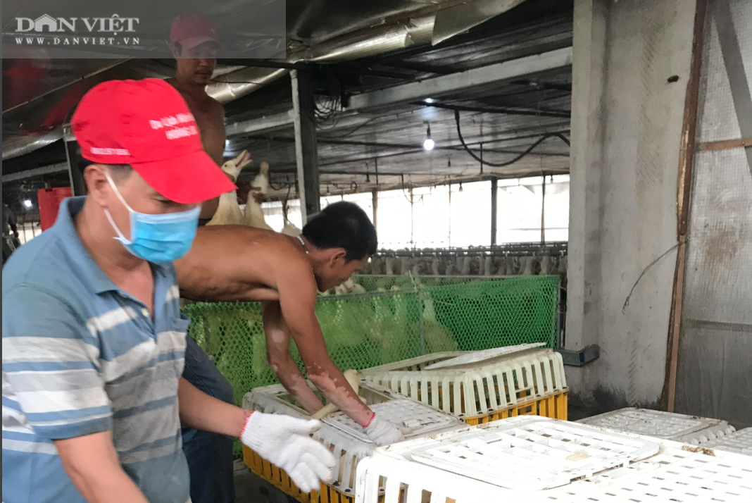 Giá gia cầm hôm nay 18/4: Vịt giữ giá cao 47.000 đồng/kg, gà trắng mất thêm 2 giá - Ảnh 3.