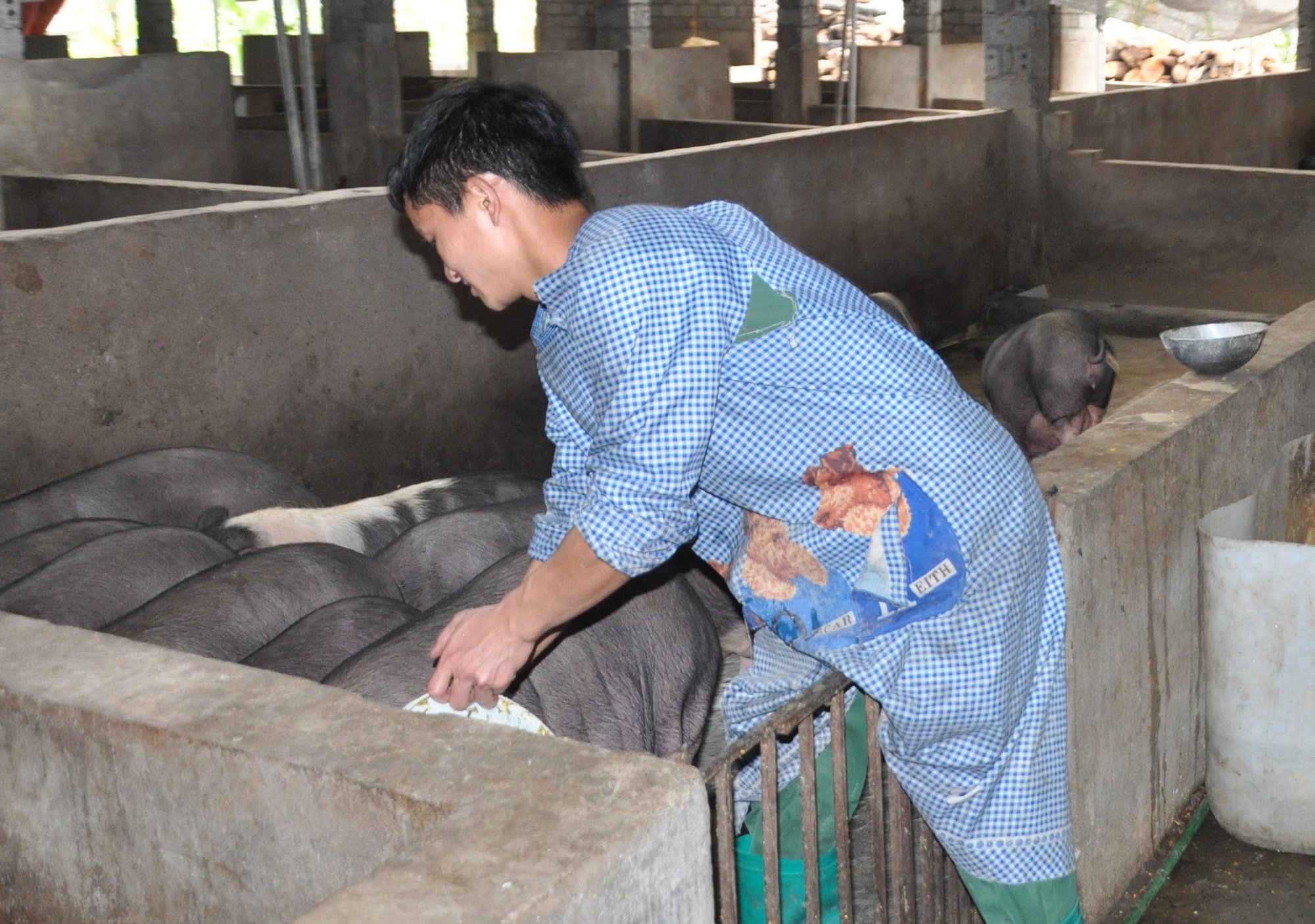 (Gop) Nuôi lợn đặc sản, thu lợi kép - Ảnh 3.