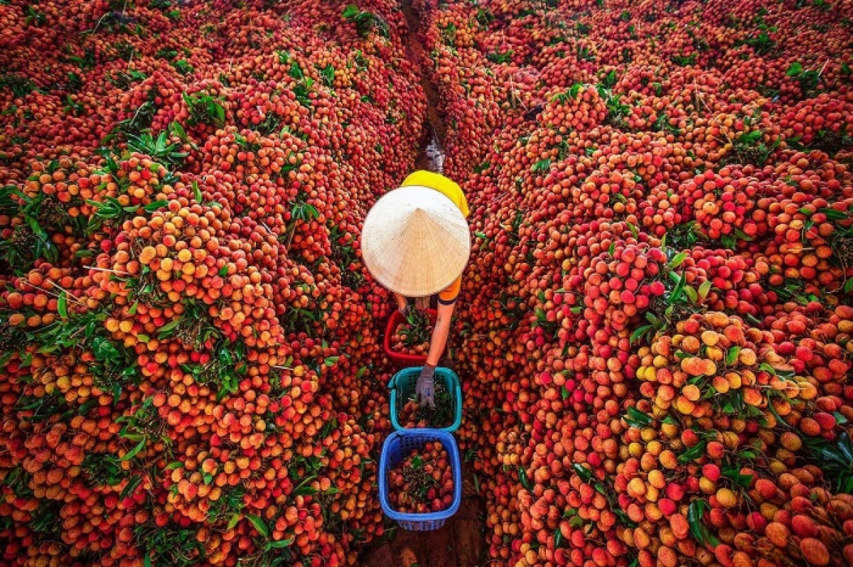 Trái cây nô nức đi... Tây  - Ảnh 1.