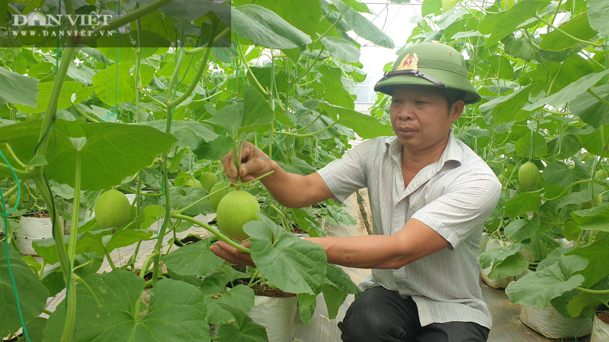 Bí kíp kiếm hàng trăm triệu/năm nhờ trồng dưa công nghệ cao của lão nông xứ Thanh - Ảnh 2.