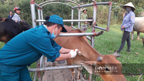 Hà Tĩnh: Hơn 115 nghìn con trâu, bò được tiêm phòng vắc-xin viêm da nổi cục - Ảnh 1.