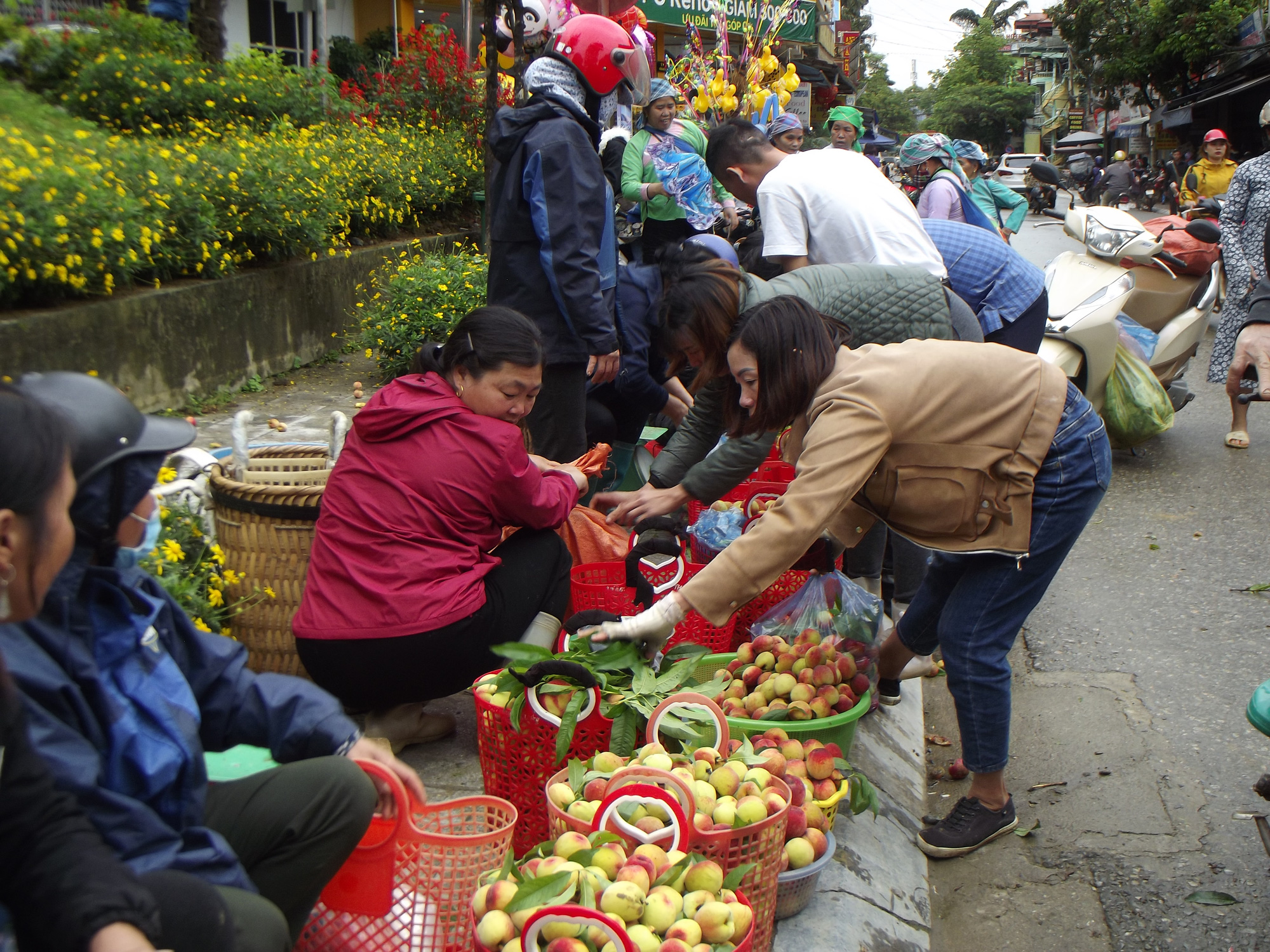 Vụ đào ngọt trên cao nguyên  Bắc Hà  - Ảnh 1.