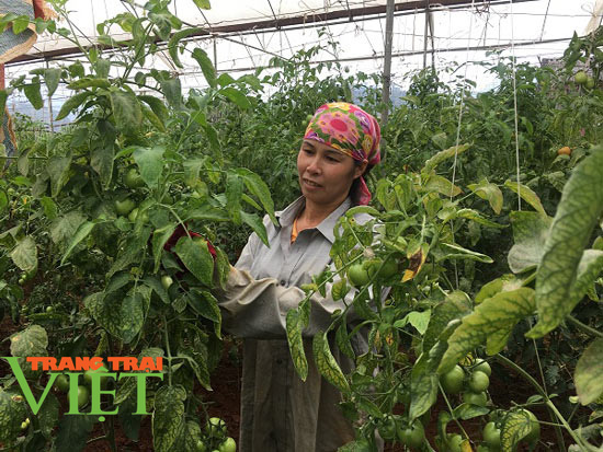 Mộc Châu hỗ trợ và tập huấn khoa học kỹ thuật, giúp nông dân làm giàu - Ảnh 1. Mộc Châu hỗ trợ và tập huấn khoa học kỹ thuật, giúp nông dân làm giàu - Ảnh 1.