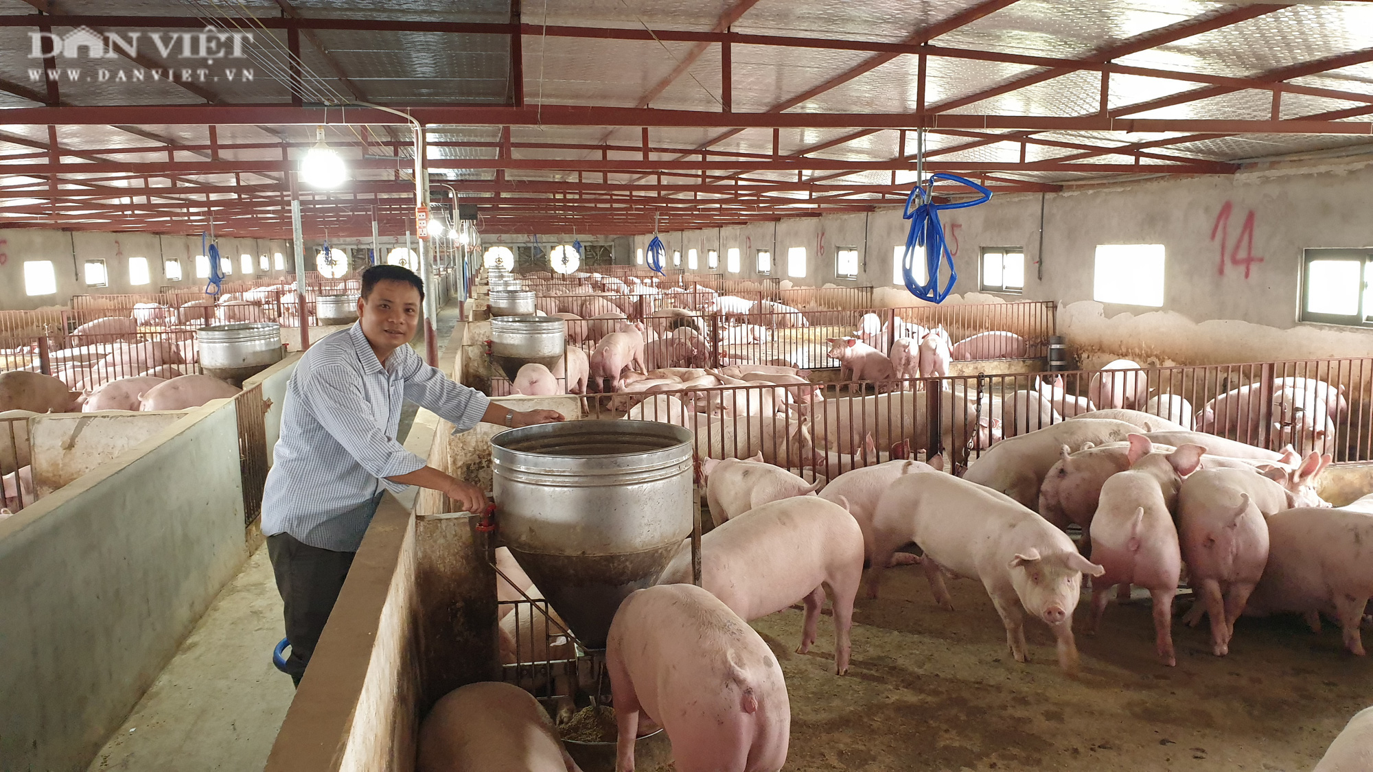 Nam Định: Sau một năm nuôi lợn, một ông nông dân kiếm được gần chục tỷ, sắm được xe hơi xịn  - Ảnh 1.