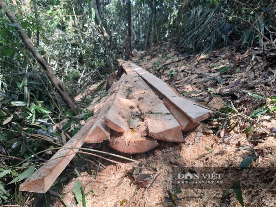 lâm tặc.jpg