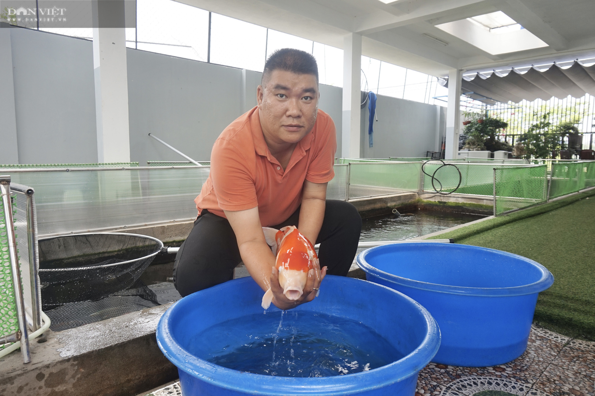 Từ niềm đam mê với loài cá là quốc ngư của Nhật Bản, 8X Đà Nẵng trở thành &quot;ông trùm cá Koi&quot; - Ảnh 1.