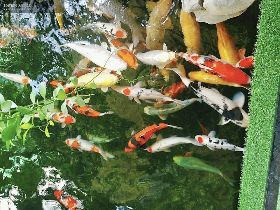 Từ niềm đam mê với loài cá là quốc ngư của Nhật Bản, 8X Đà Nẵng trở thành &quot;ông trùm cá Koi&quot; - Ảnh 2.