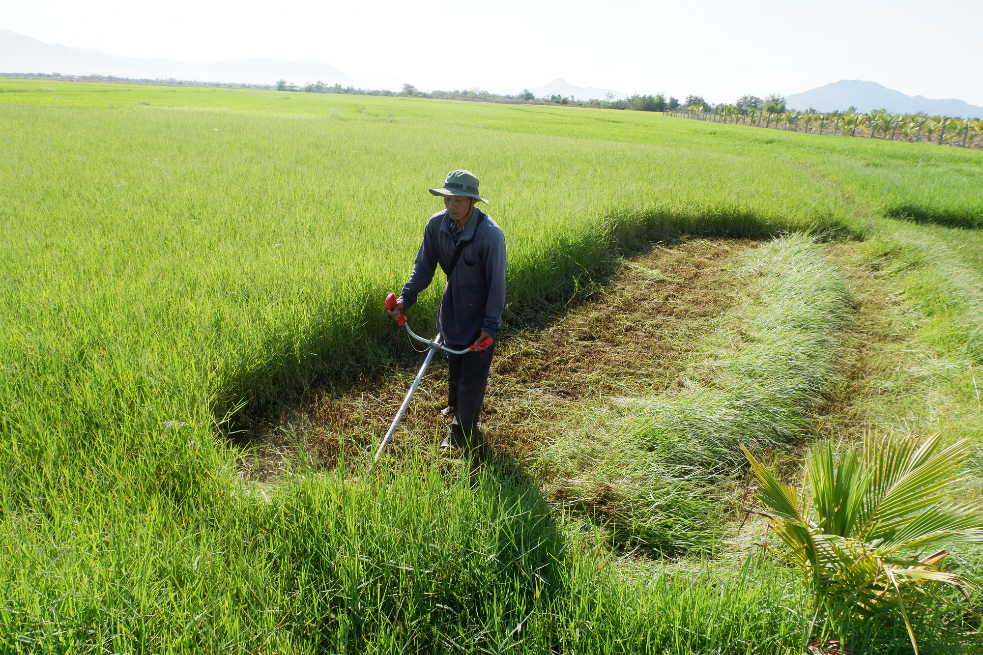 Đời du mục trên thảo nguyên (bài cuối): Giấc mơ vàng trên thảo nguyên xanh  - Ảnh 1.