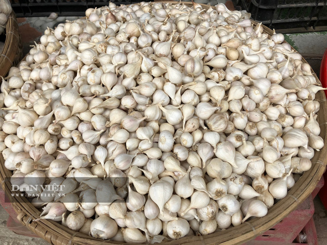 Có loại tỏi thơm ngon chỉ kém tỏi “cô đơn” một bậc nhưng không phải ai cũng biết - Ảnh 4.