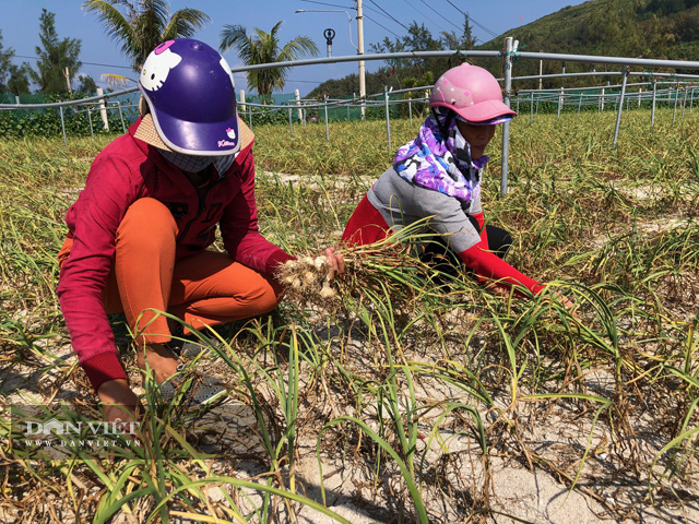 Có loại tỏi thơm ngon chỉ kém tỏi “cô đơn” một bậc nhưng không phải ai cũng biết - Ảnh 5.