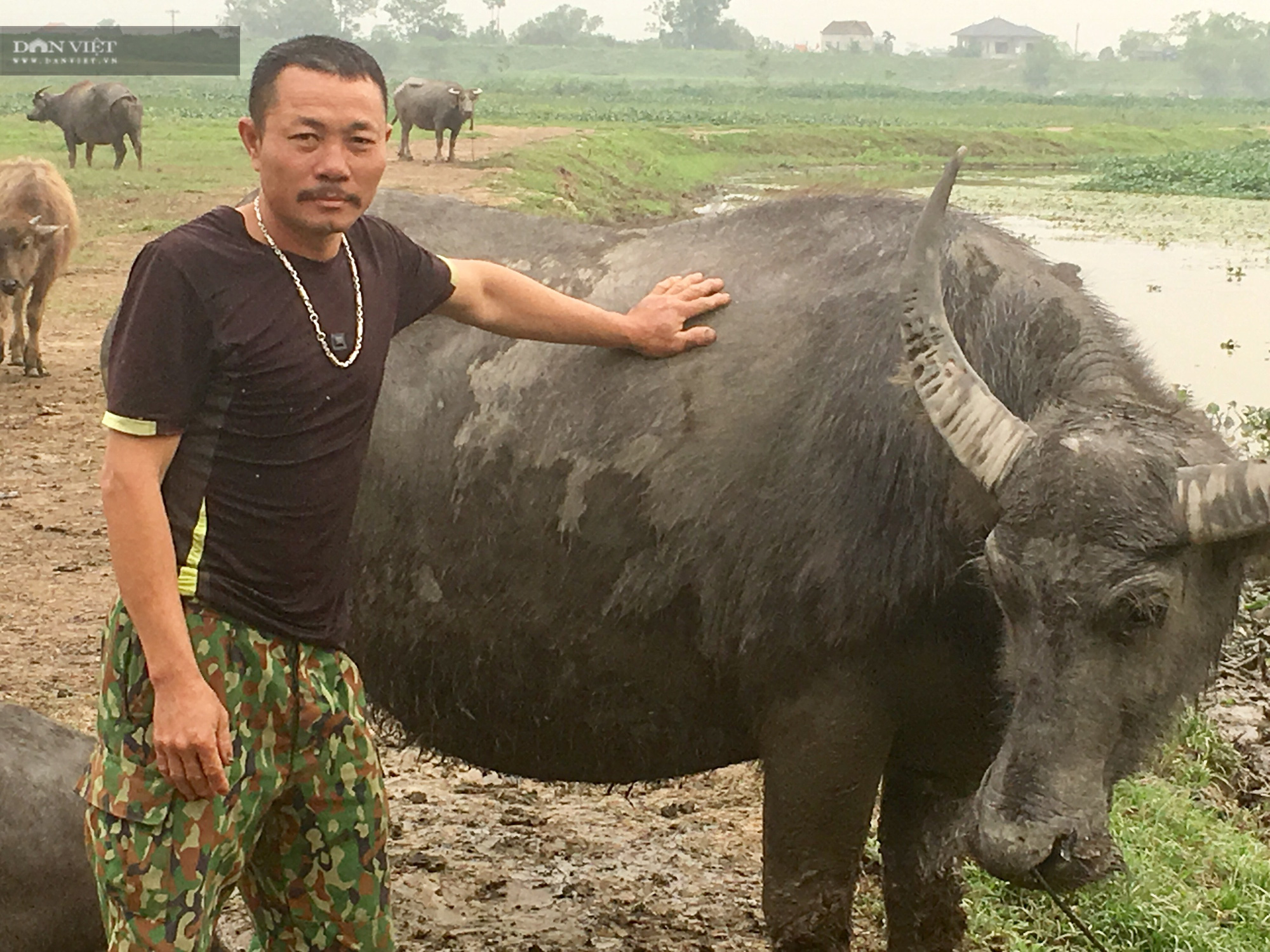 Ninh Bình: Nuôi trâu, bò theo hướng “du mục” con nào cũng béo tốt - Ảnh 2.