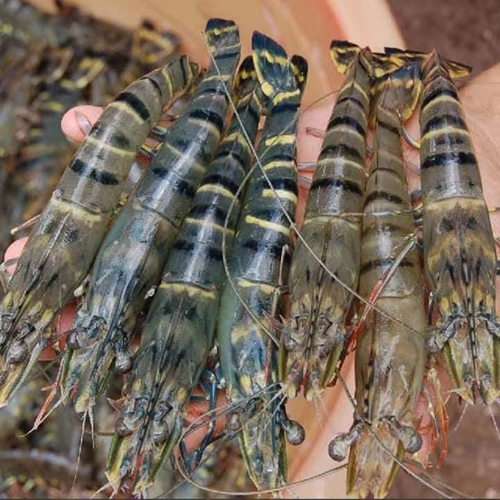 Hàng trăm đại biểu sẽ quy tụ, lắng nghe, chia sẻ về đề án “Chuyên nghiệp hóa người nông dân” - Ảnh 2. Hàng trăm đại biểu sẽ quy tụ, lắng nghe, chia sẻ về đề án “Chuyên nghiệp hóa người nông dân” - Ảnh 2.