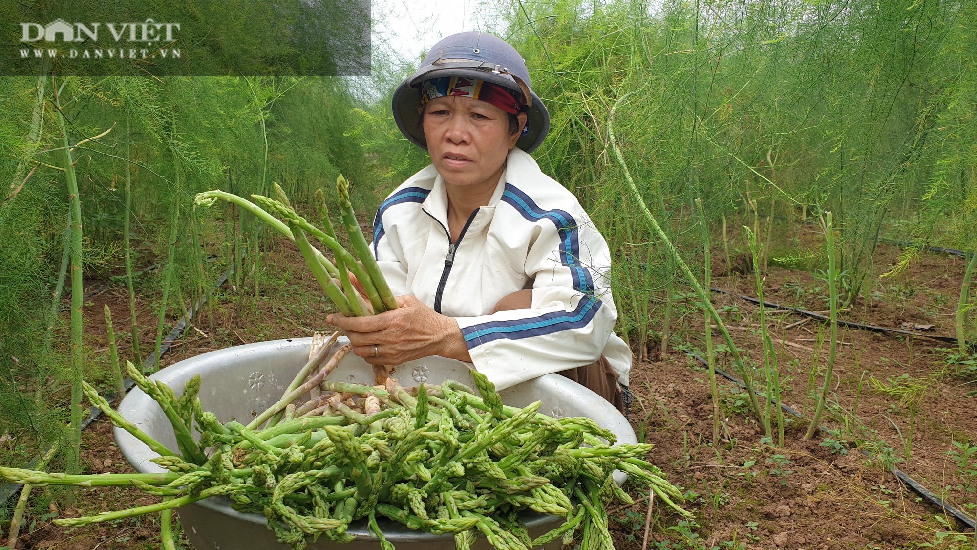Nam Định: Trồng rau “vua”, ngày nào cũng có mầm mập ú cắt bán, kiếm tiền triệu mỗi ngày - Ảnh 4.