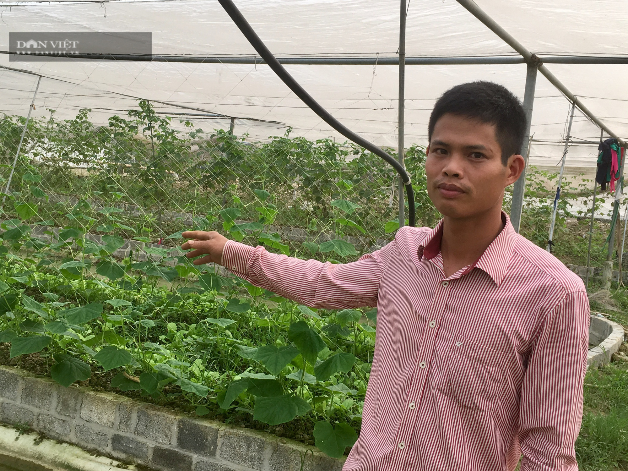 Gác bằng kỹ sư về làm nông nghiệp công nghệ cao lãi 800 triệu/năm - Ảnh 2.