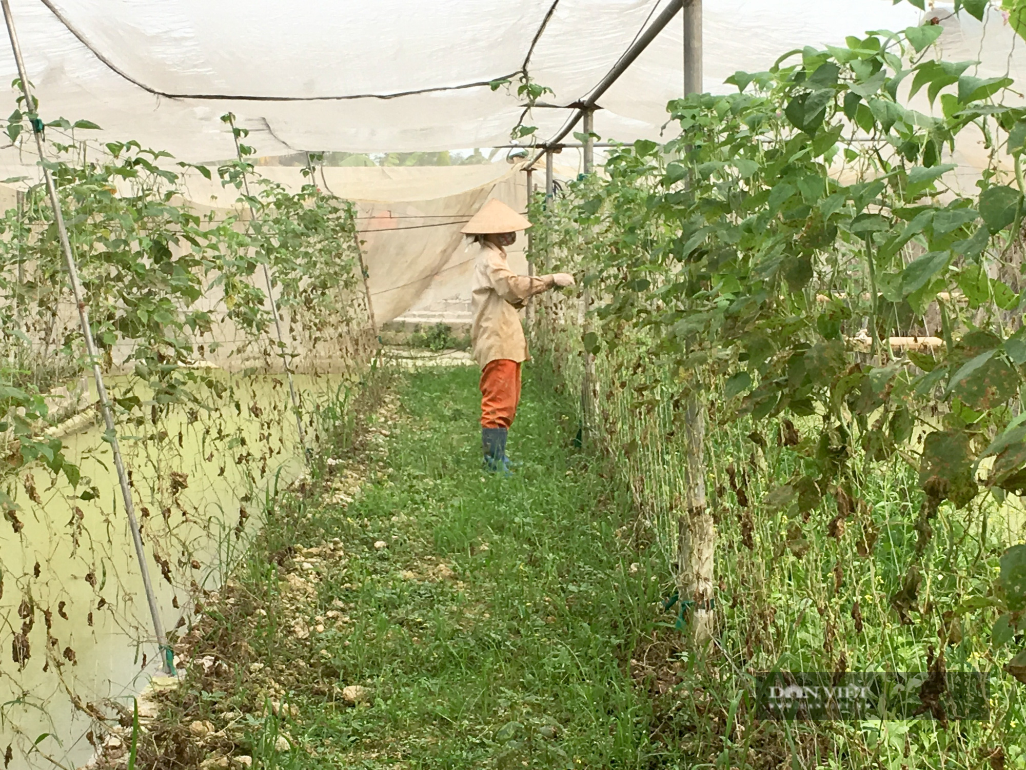 Gác bằng kỹ sư về làm nông nghiệp công nghệ cao lãi 800 triệu/năm - Ảnh 5.