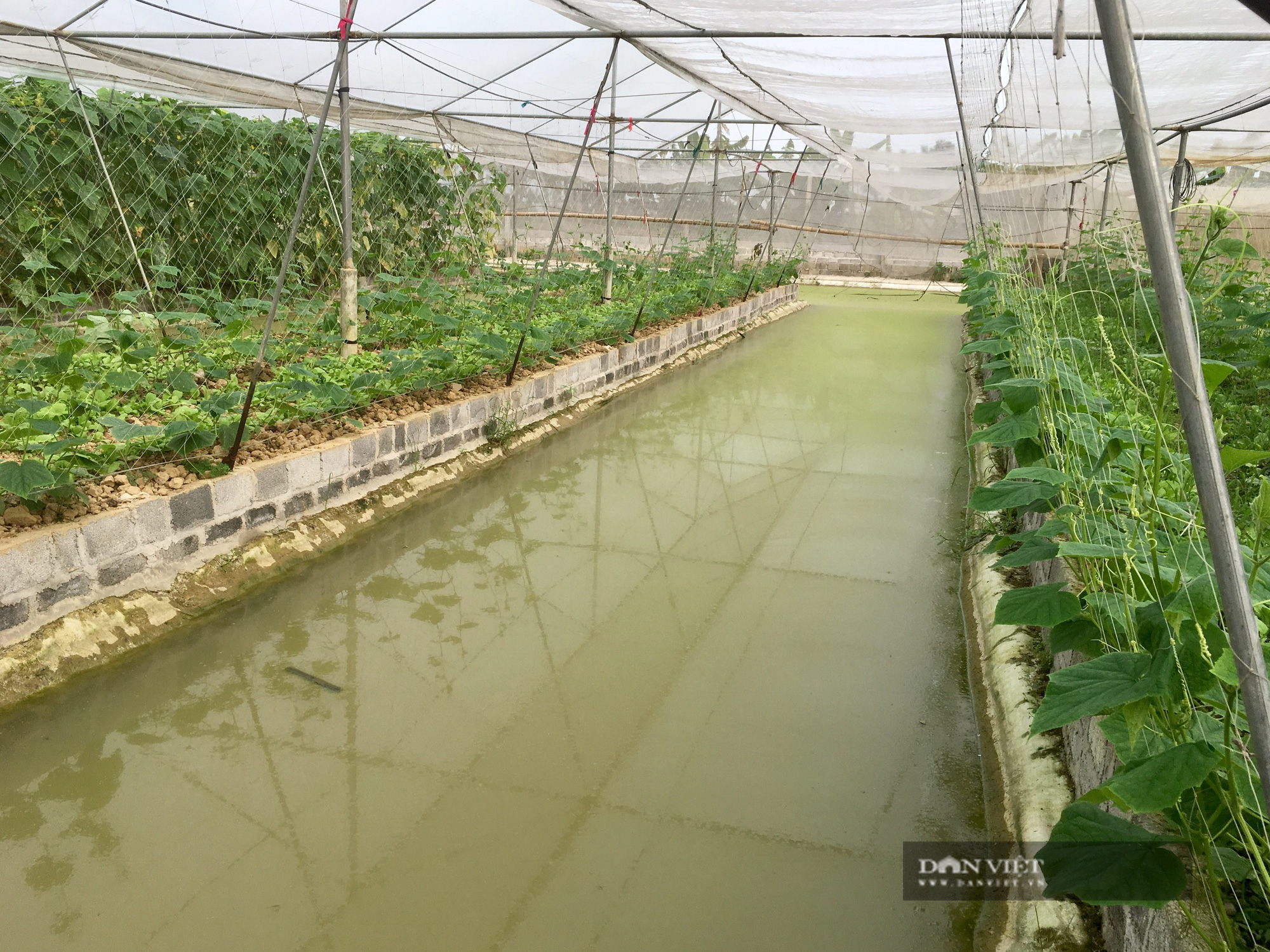 Gác bằng kỹ sư về làm nông nghiệp công nghệ cao lãi 800 triệu/năm - Ảnh 6.