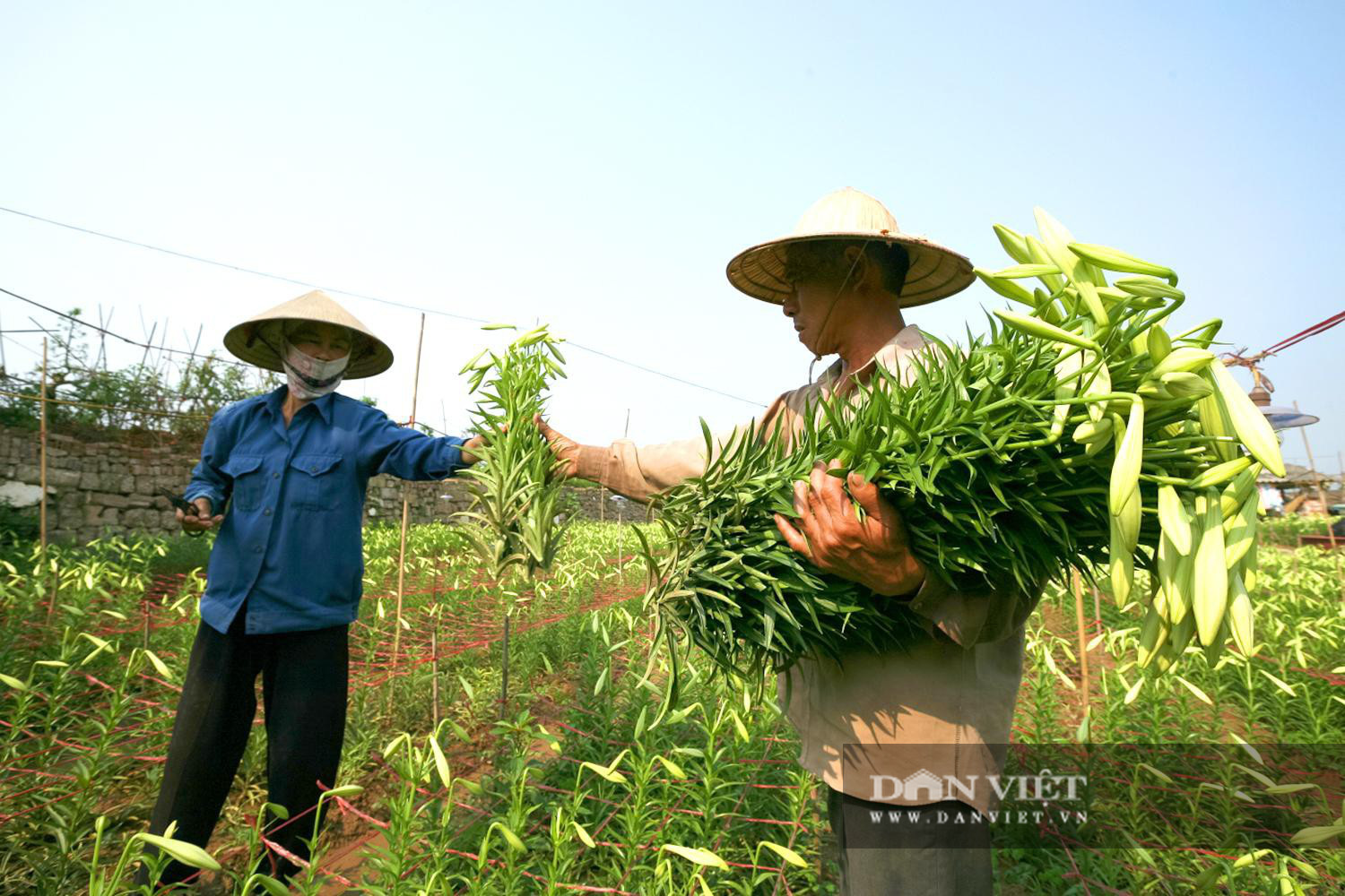 Hoa loa kèn tràn về ngõ phố níu bước chị em Thủ đô - Ảnh 1.
