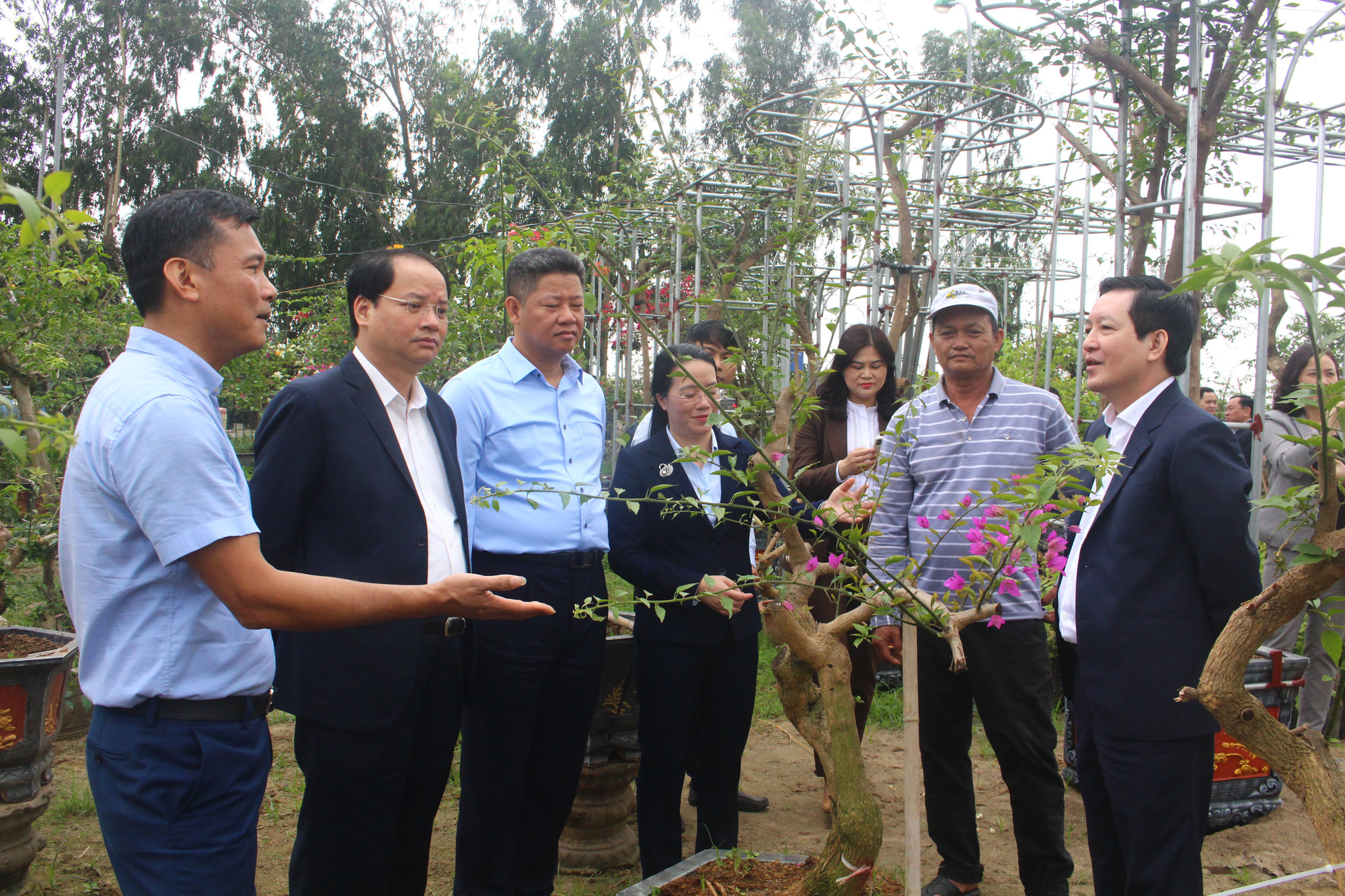 Vào tổ hội, trồng hoa giấy nhanh giàu  - Ảnh 1.