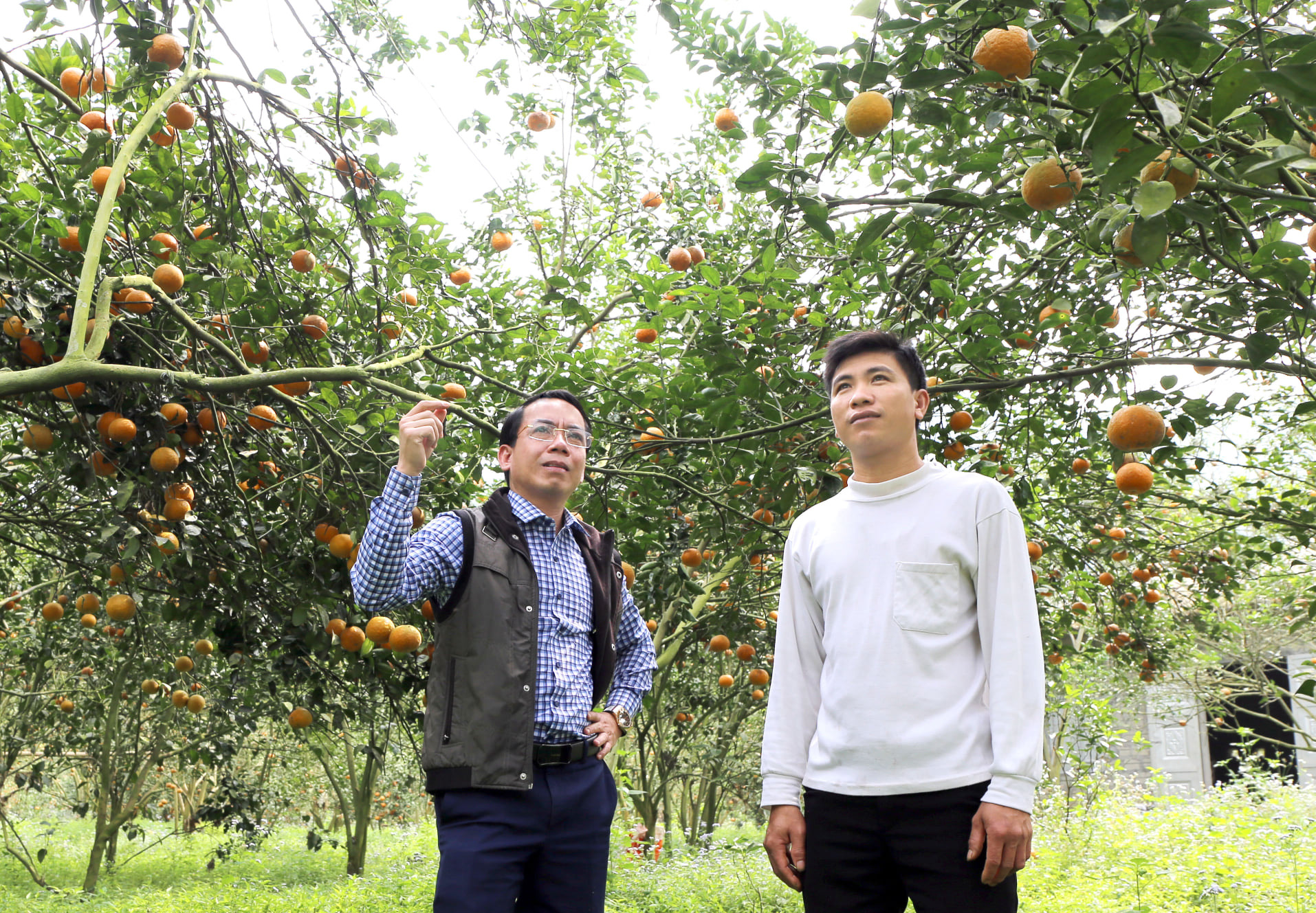 Bí quyết bắt cây cam sành “đẻ” hàng tạ quả/vụ của tỷ phú cam Hà Giang - Ảnh 4.