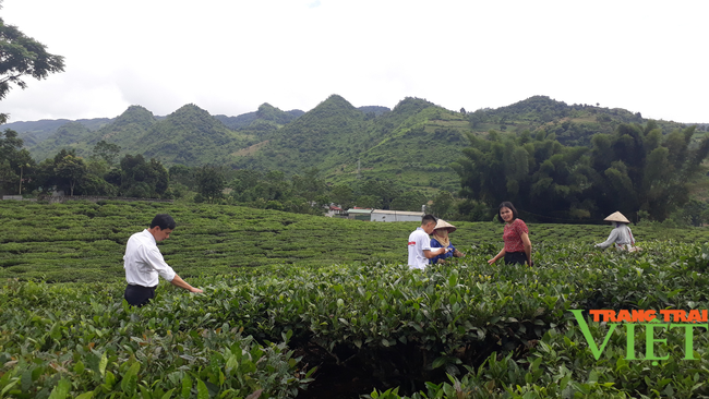 Lai Châu: Nông dân phường Quyết Thắng thi đua sản xuất kinh doanh giỏi - Ảnh 1.