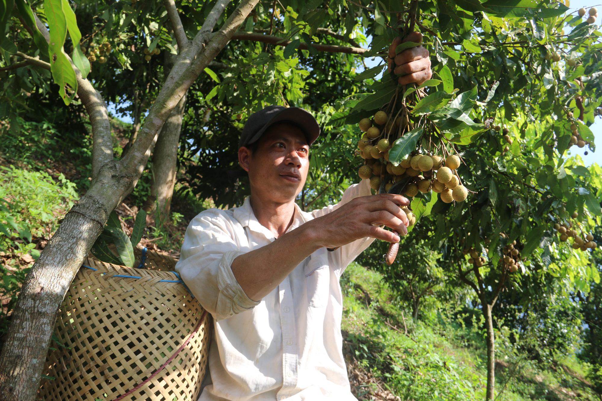 Xuất khẩu rau quả đã “tươi” trở lại - Ảnh 2.