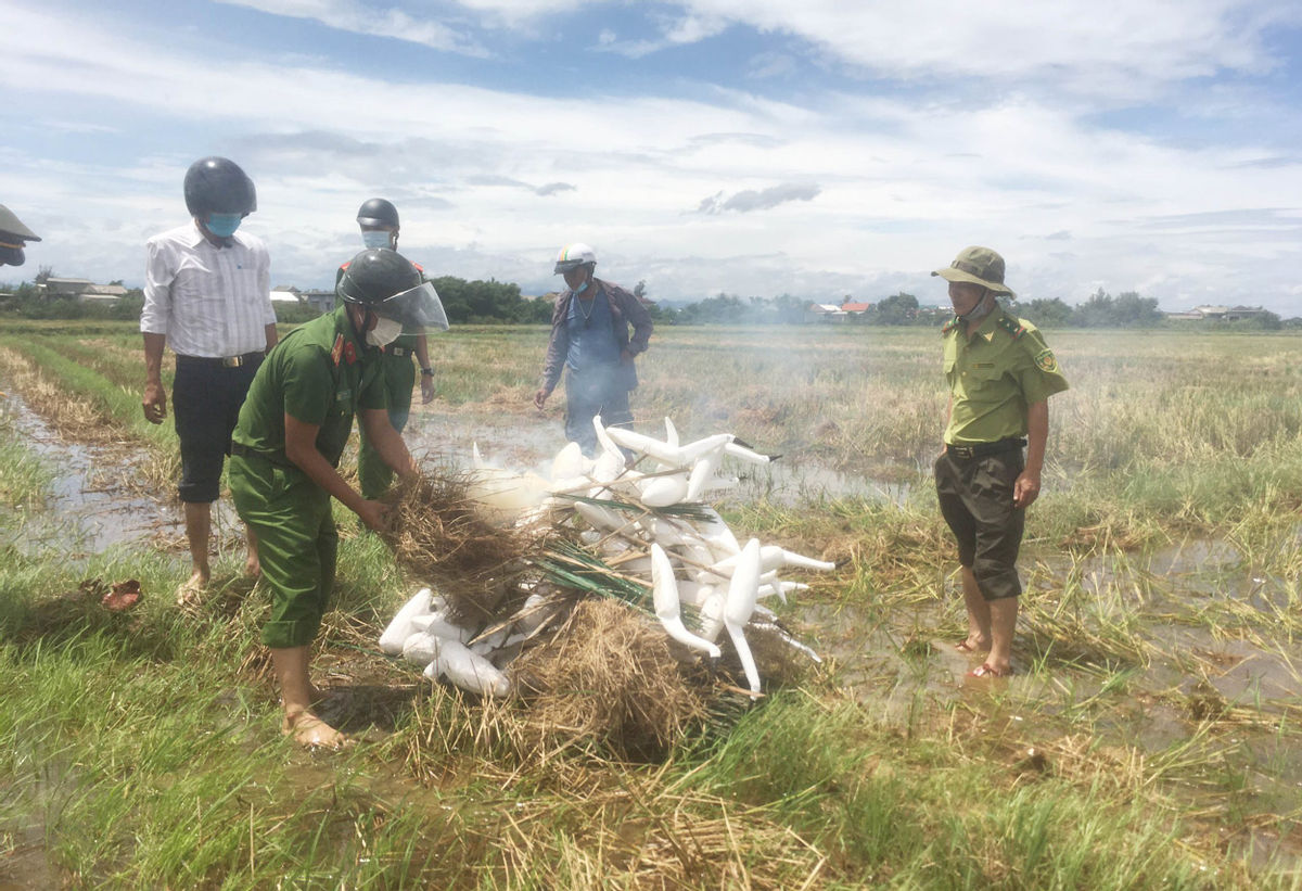 TT-Huế: Săn bắt chim trời hàng loạt, 2 đối tượng “sa lưới” công an  - Ảnh 2.