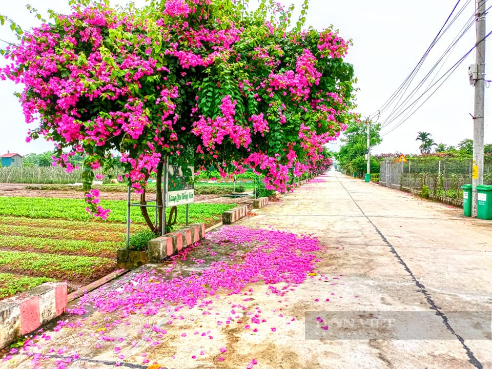 &quot;Làng du lịch&quot; giá rẻ xanh sạch đẹp như công viên ngay ngoại thành Hà Nội - Ảnh 1.