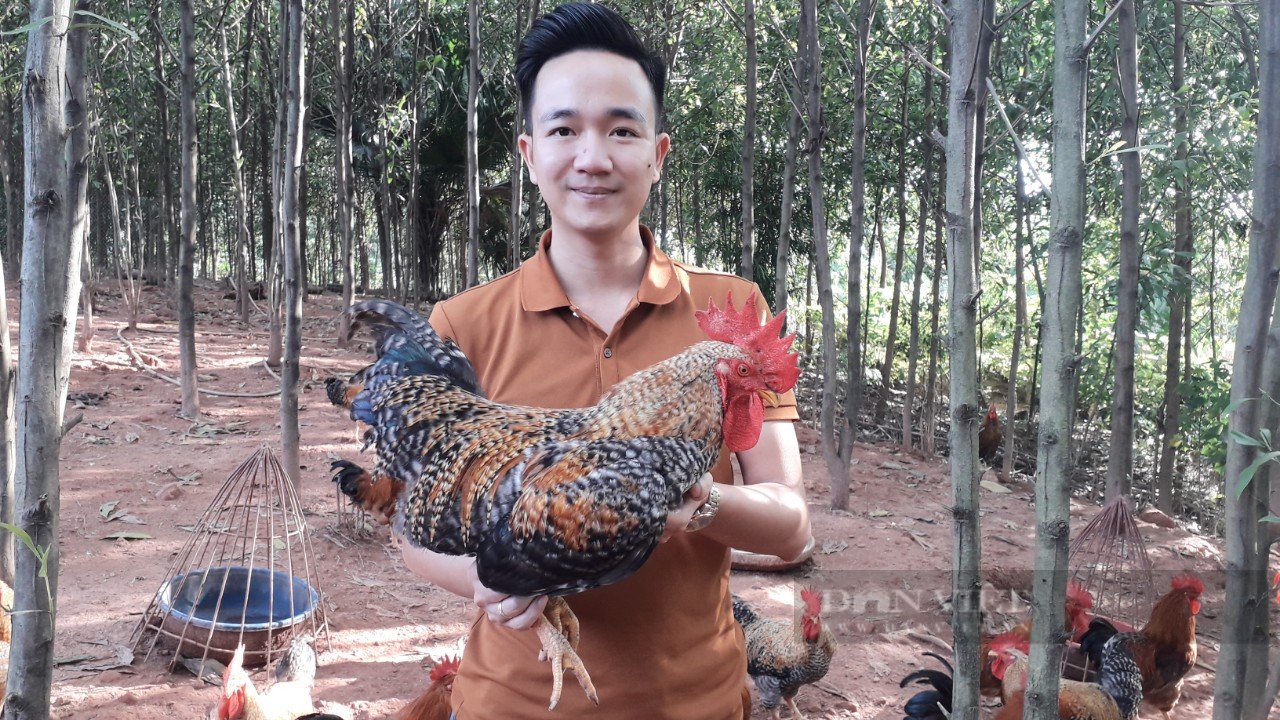 Thái Nguyên: Nuôi gà ri hoa mơ hữu cơ rồi chế biến thành phẩm khép kín, thanh niên trẻ thành công bất ngờ - Ảnh 3.