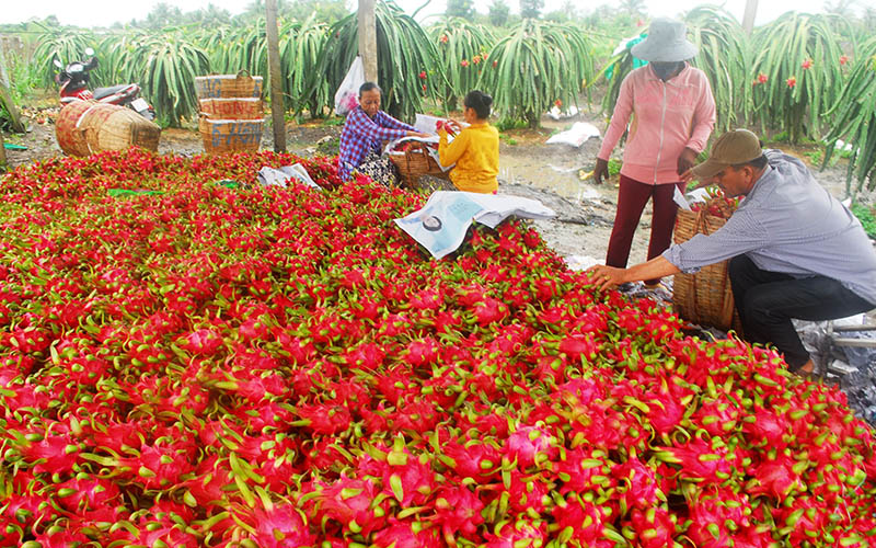 Vựa trái cây Nam Bộ chuẩn bị hàng cuối năm - Ảnh 1.