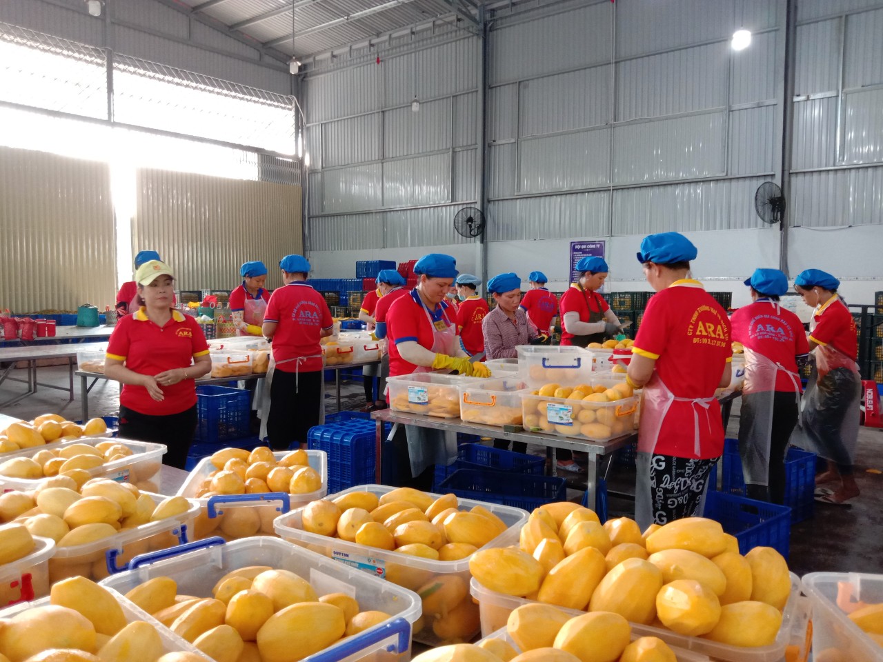“Đánh thức” vườn cây ăn trái vùng sen hồng - Ảnh 1.