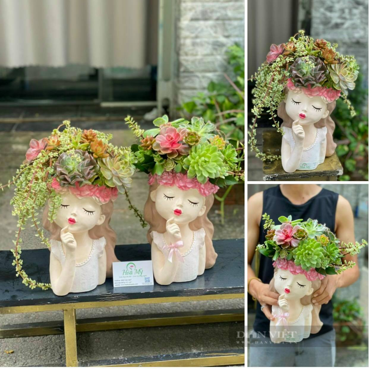 Loại hoa sen đá trồng trong lọ hoa cô gái kiêu kỳ rất đắt hàng trong ngày 20/10 năm nay. Ảnh Hoa Mỹ